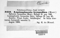 Leptosphaeria lycopodina image